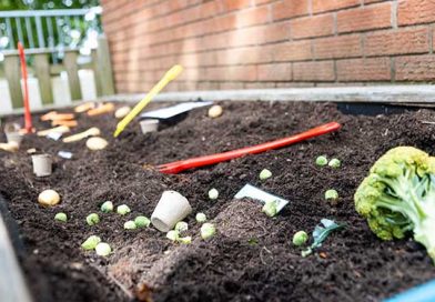 Vegetable Patch